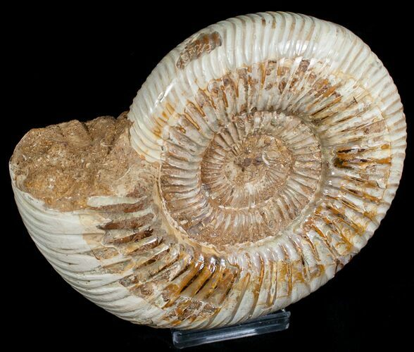 Perisphinctes Ammonite - Jurassic #6864